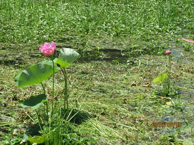 広野町ハスの花