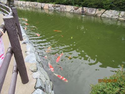 天神岬公園　あやめ池の鯉