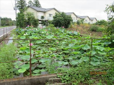 大川原地区　ハスの花