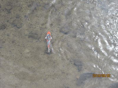 折木川の鯉