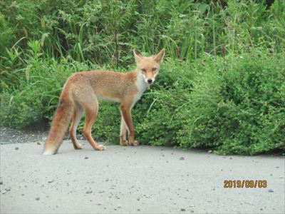 キツネさん