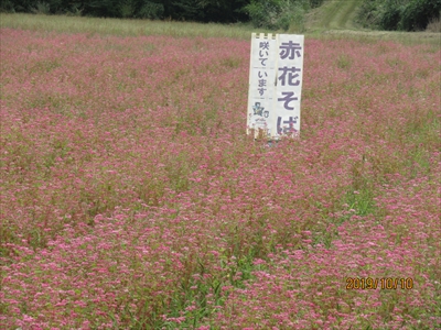 赤花蕎麦畑