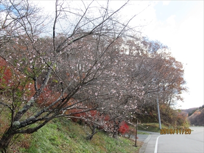 寒桜開花