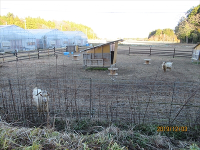 百間沢地区　ヤギ牧場