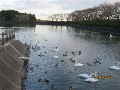 上繁岡地区　白鳥の館