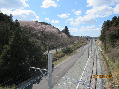 双葉駅の桜