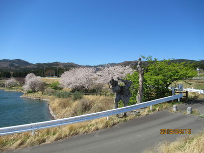 西の沢溜池　桜