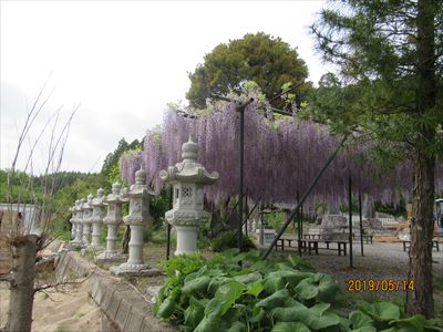 清水寺の藤