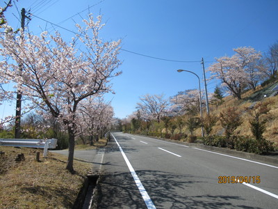 ならはスカイアリーナへの桜道