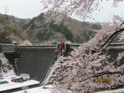 坂下ダム 桜2