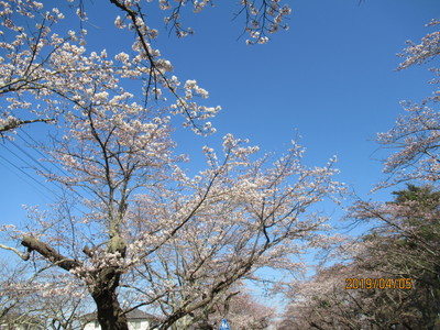 夜の森 桜のトンネル1