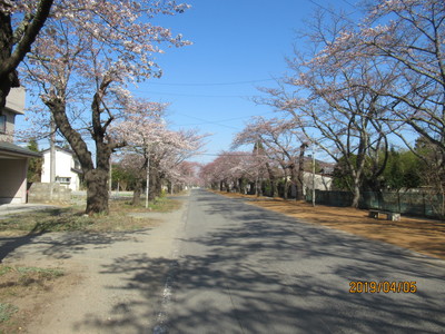 夜の森 桜のトンネル2