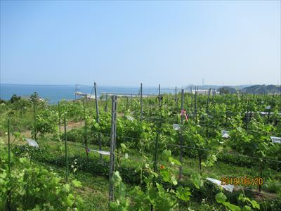 小浜圃場からの風景