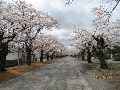 夜の森 桜のトンネル3