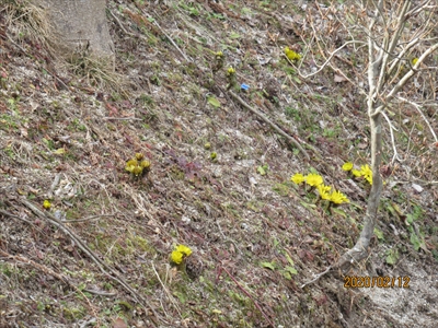 野川地区の福寿草