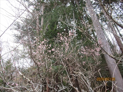 岩井戸鉱泉付近の紅梅