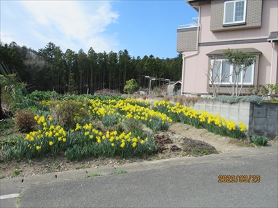 スイセンの花