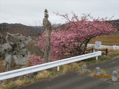 西ノ沢地区の桜