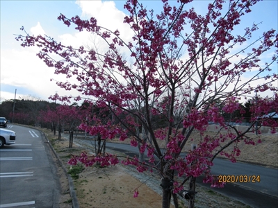 いこいの村なみえの桜