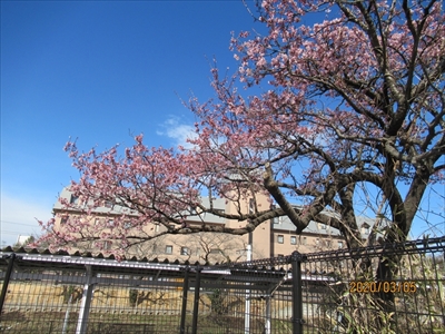 大野駅の河津桜