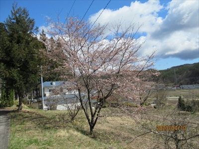 天山文庫の桜