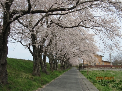 請戸川リバーラインの桜