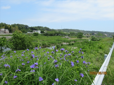 >富岡川周辺