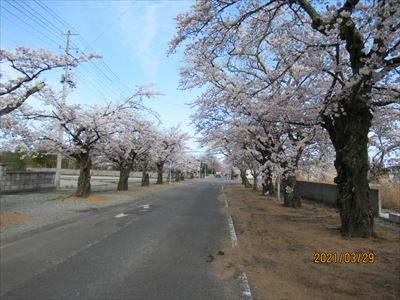 >夜ノ森の桜（2）